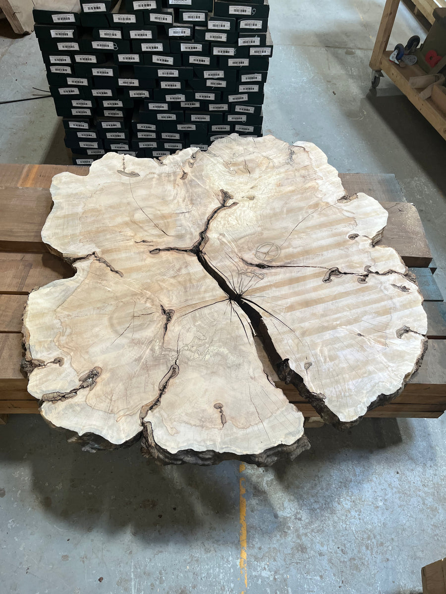 Flattened Spalted Maple Tree Cookie BWR11