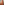 Padauk 4/4