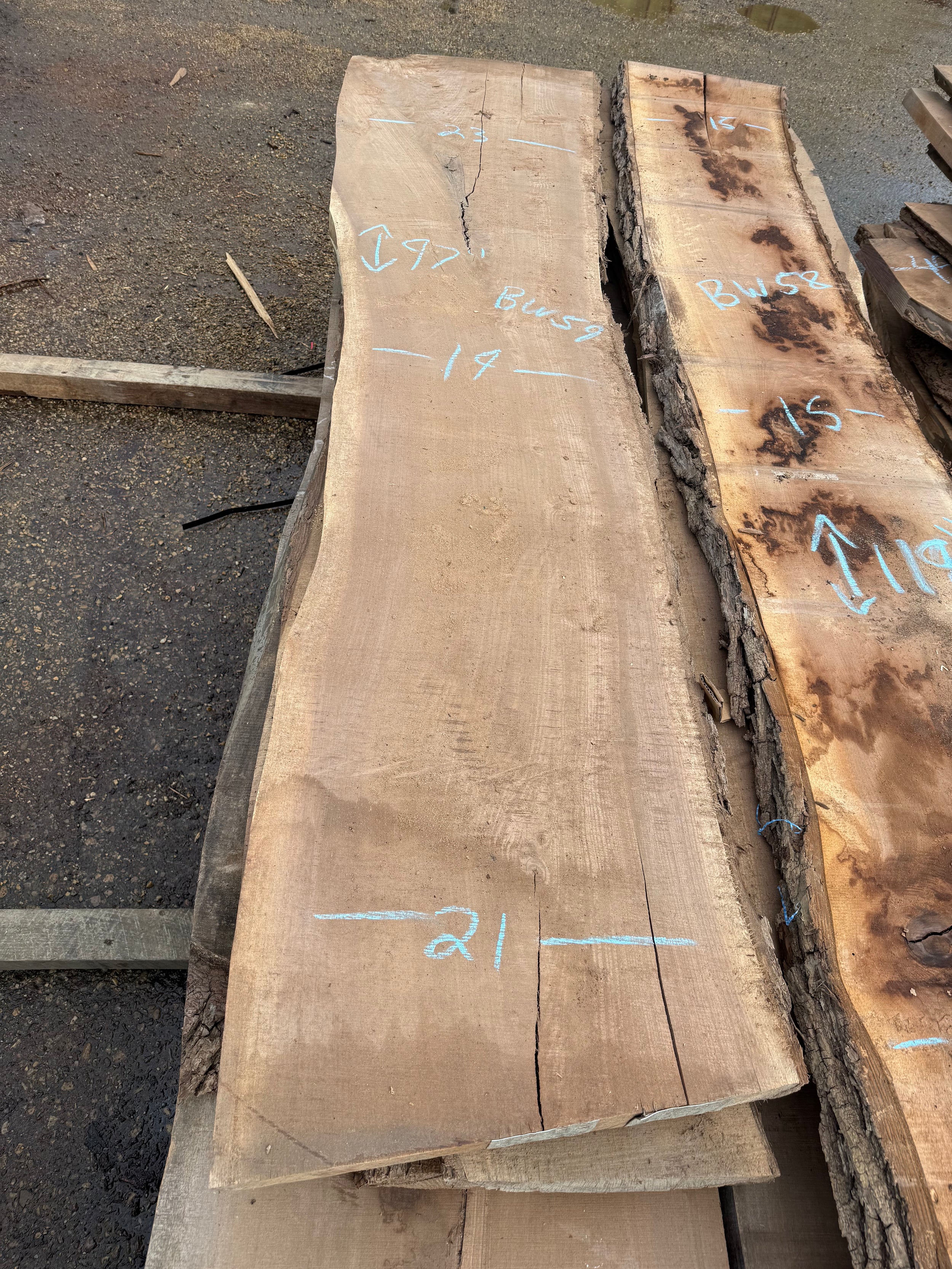 Black Walnut Live Edge Slab BW59
