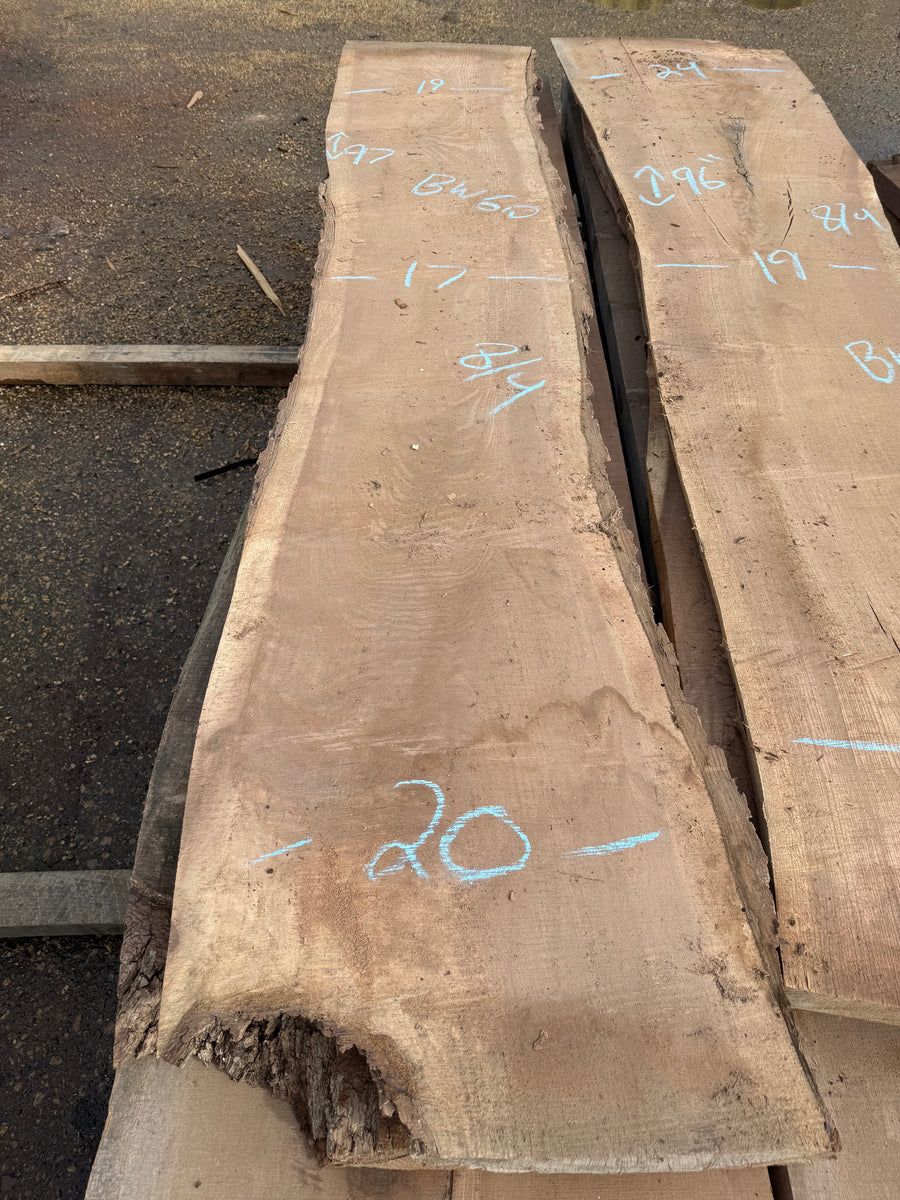 Black Walnut Live Edge Slab BW60