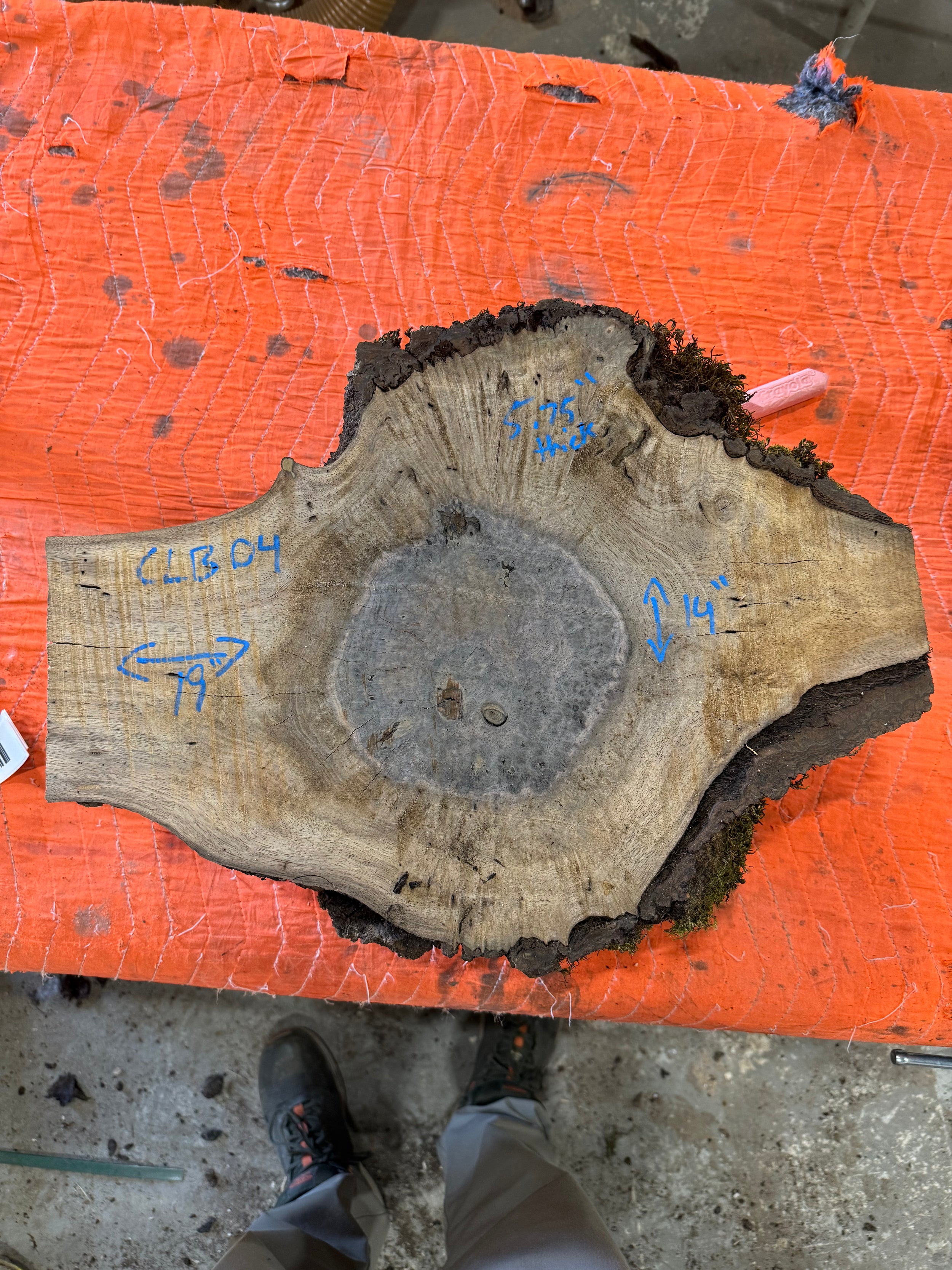 Claro Walnut Burl Slabs CLB04