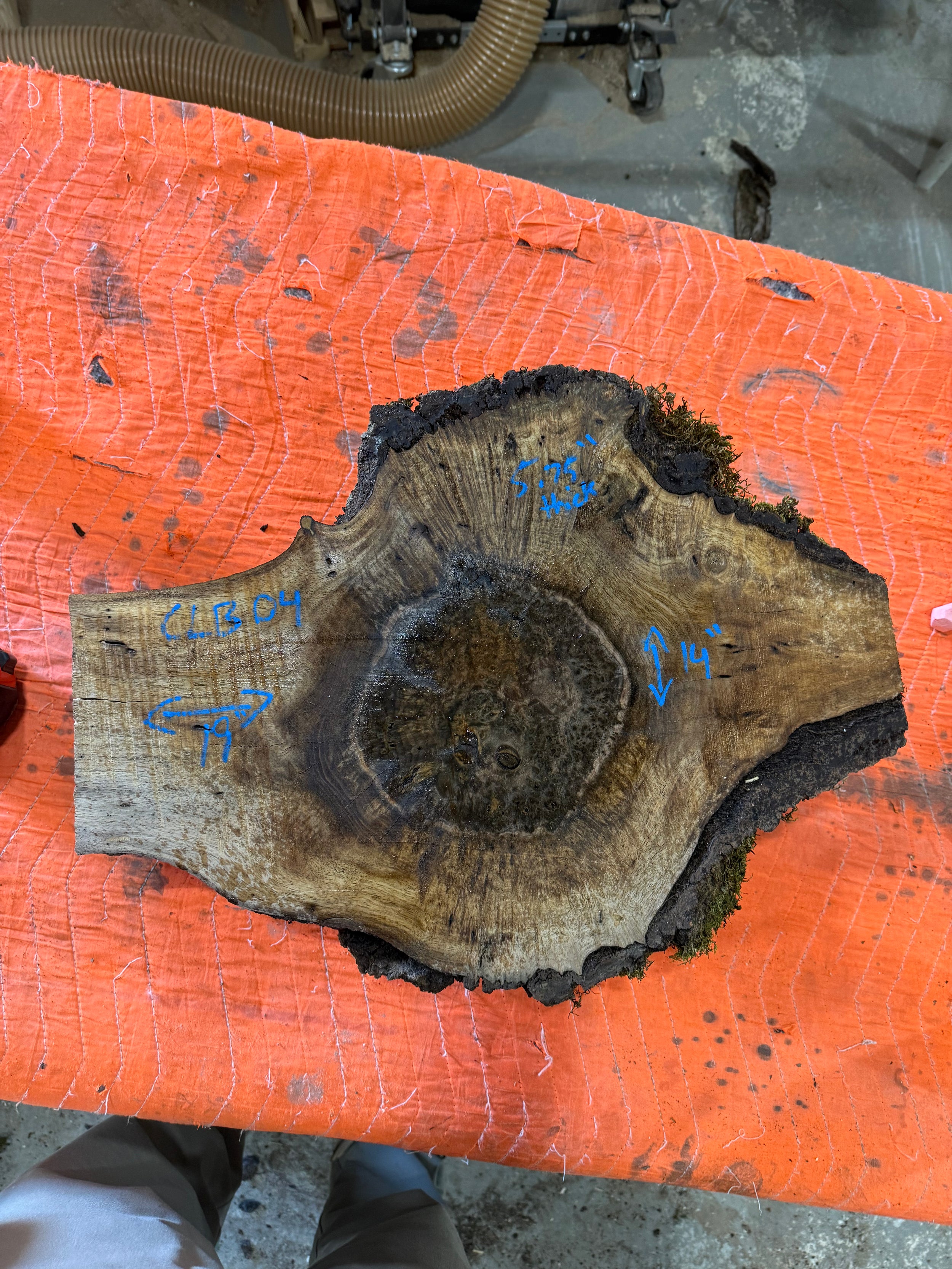 Claro Walnut Burl Slabs CLB04