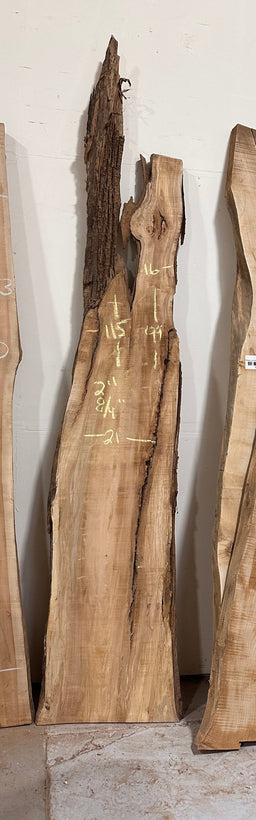 Big Leaf Maple Live Edge Slab M12 - 99/115" Tall, 21" Wide, 8/4" 2" Thick - Kingma Lumber