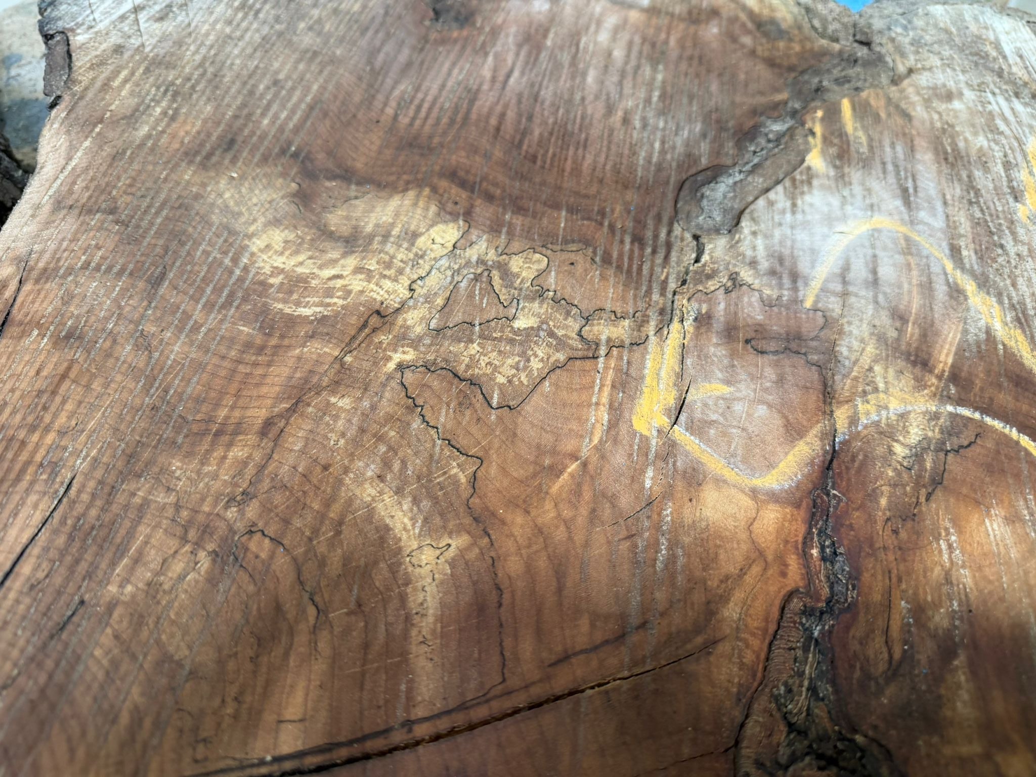 Black Walnut Spalted Tree Cookie BWR11 - Kingma Lumber Edmonton